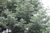 Abies concolor
